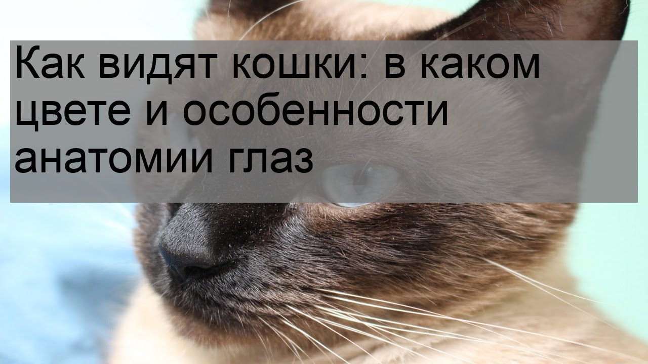 Кошки воспринимают людей как больших кошек. Как видят кошки. Кот зрение экономлю. Как кошки видят людей. Какие цвета видят кошки.