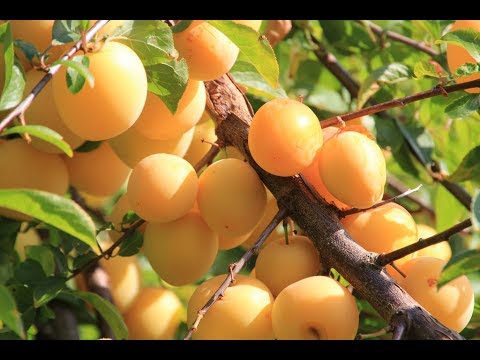 Shiro Plum Plant Review