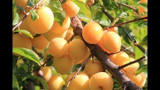 Shiro Plum Plant Review
