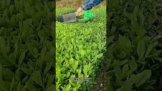 🍃 Portable Tea Picker | Smart Tools Increase Harvesting Efficiency 🌱✨