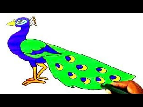 How to Draw a Cute Peacock