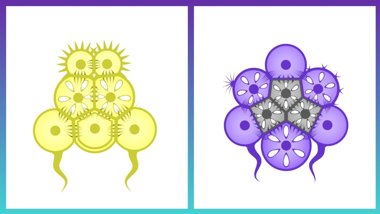 Survival Strategies: The Tactics Of Prey Vs. Predator || Cell Lab