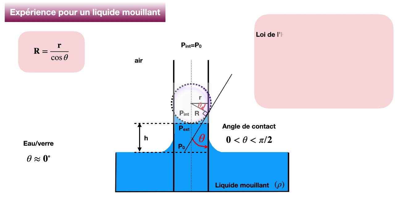 L1-SVT/SDV :  Expliquons simplement la loi de Jurin