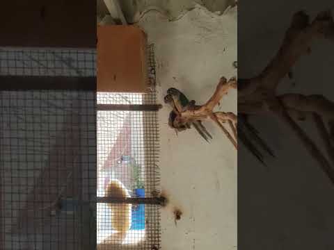 ببغاء كنيور تركواز بالمغرب