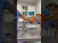 #comedyshorts #funny #petshorts #dog #dogs #dogshorts #pets