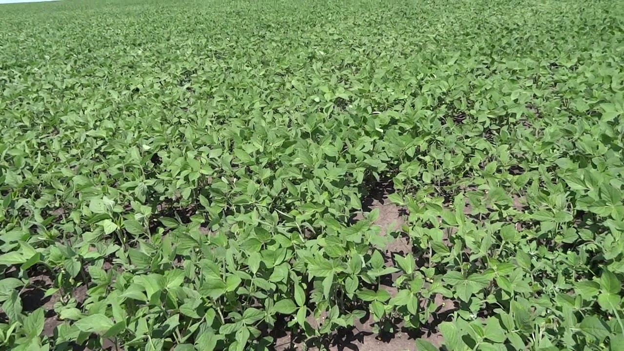 Гербицид устойчивая соя. Соя обработанная. Опрыскивание посевов сои. Фазы обработки сои. Соя обработка.