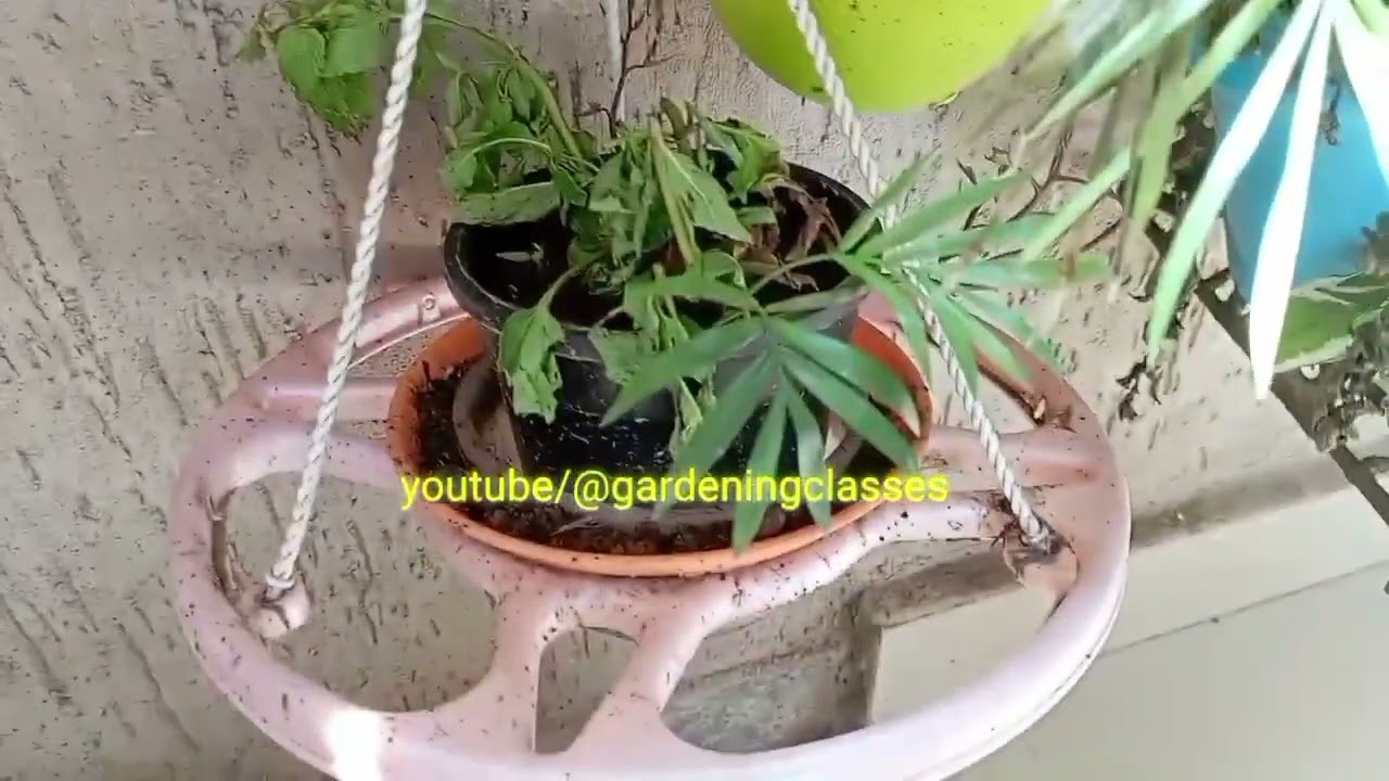 difference between areca PALM and BAMBOO palm एरिका पाम और बम्बू पाम में क्या फ़र्क है areca palm