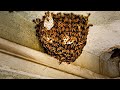 Apia cerana bee hive rescue 