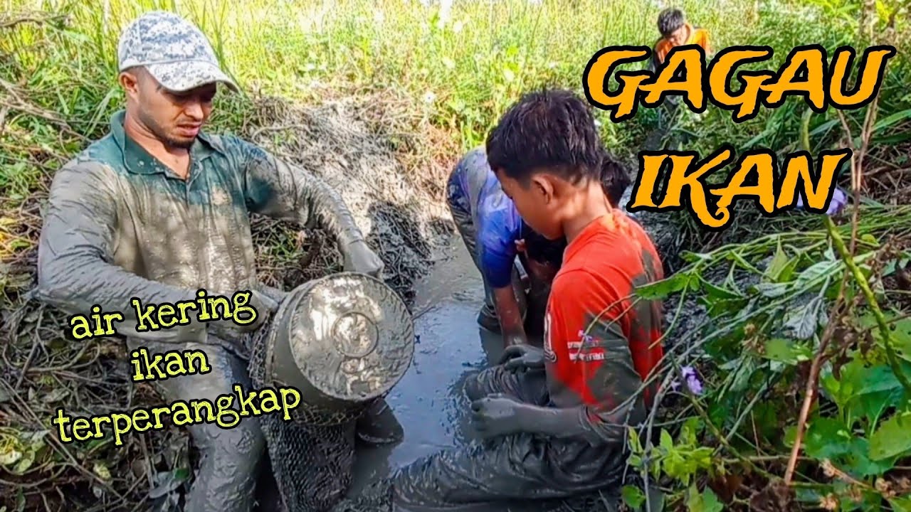 #EP1063 Selamatkan Ikan-ikan Terperangkap - gagau ikan musim kemarau