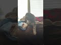 #portuguesewaterdog total excitement for a pig ear