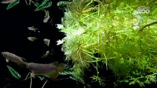 Asian Arowana have hatched at Auckland Zoo!