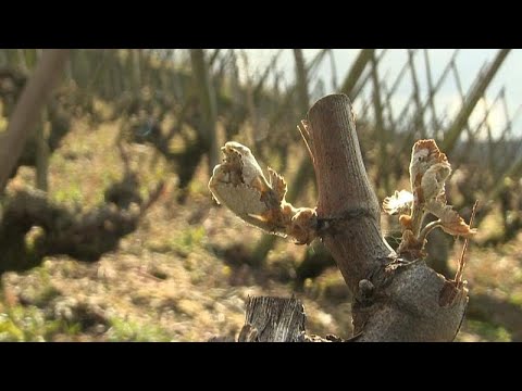 Заморозки уничтожили урожай на престижных виноградниках…