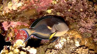 Sohal surgeonfish (Acanthurus sohal), Хирург сохал, Арабский хирург