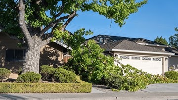 Storm Damage Tree Assessment