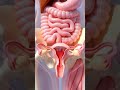 Menstrual Cycle Animation Explained