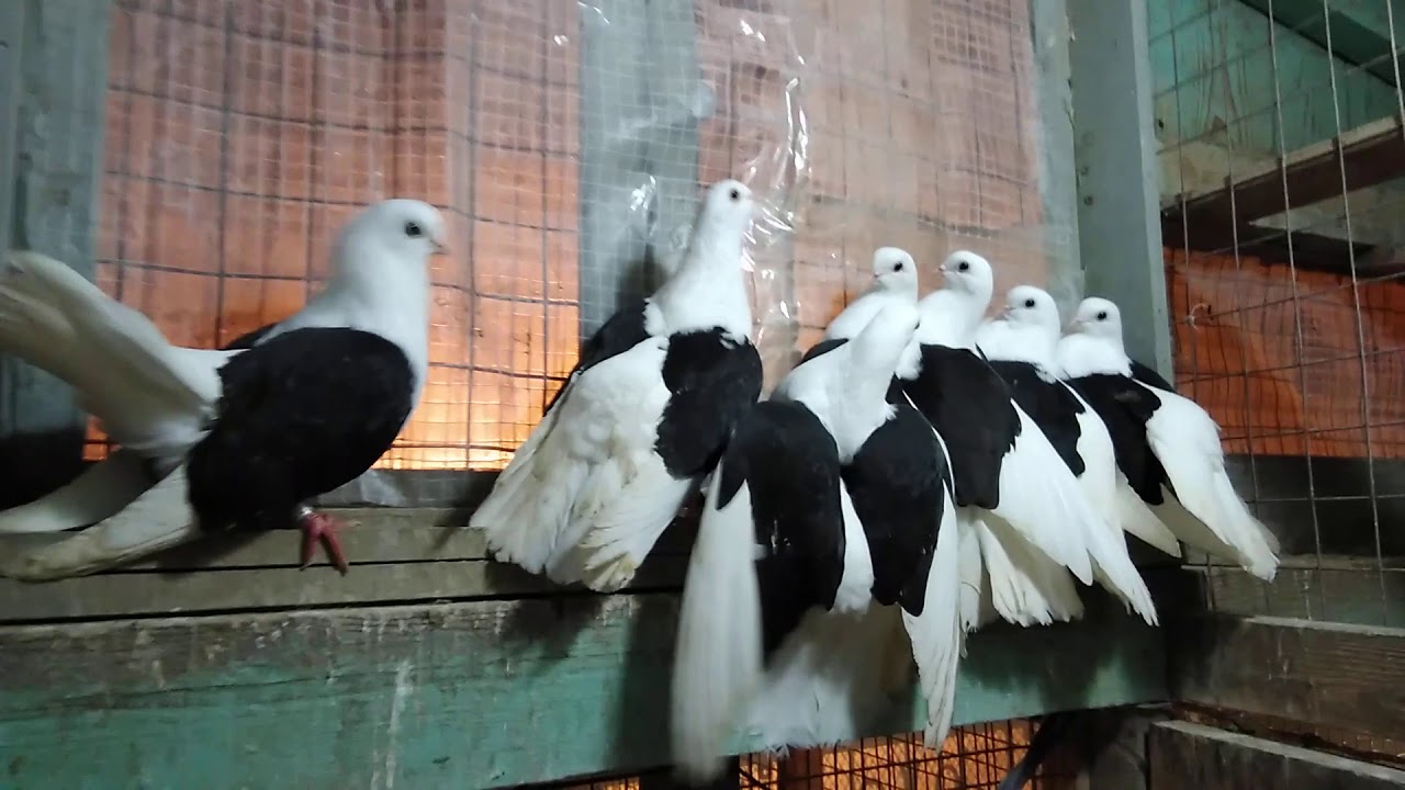 Ростовские чилики
