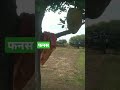 kathal natural tree view