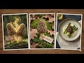 Morchella (Morel Mushroom) | Classification, Habitat, Reproduction & Life Cycle