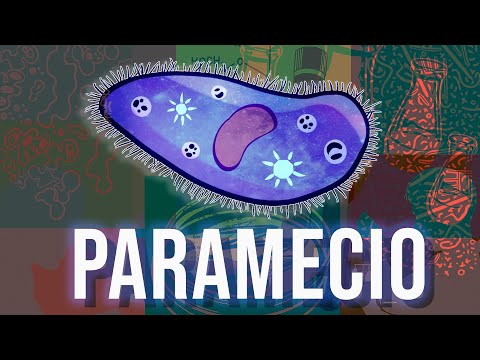 Video: ¿El paramecio tiene mitocondrias?