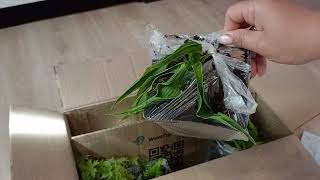 :     Green Edem.