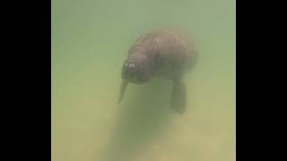 Manatee encounter (Version #1)