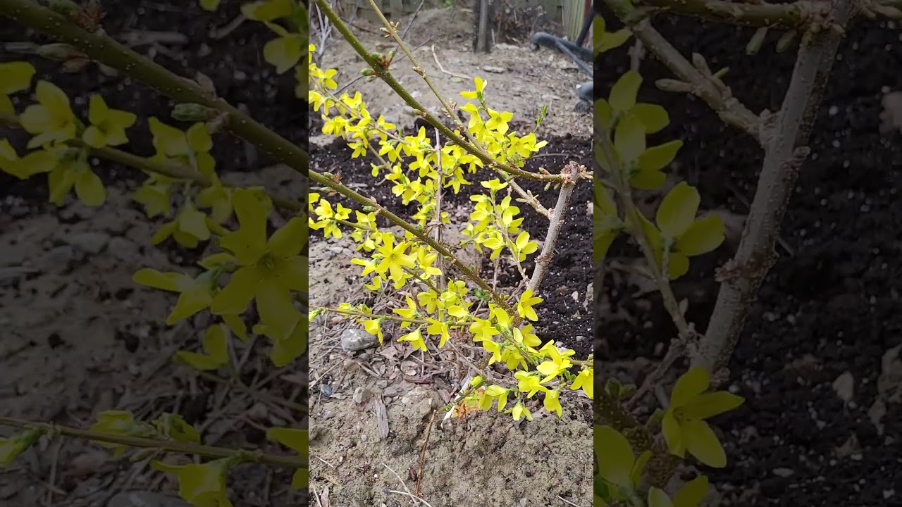 迎春花Winter Jasmine