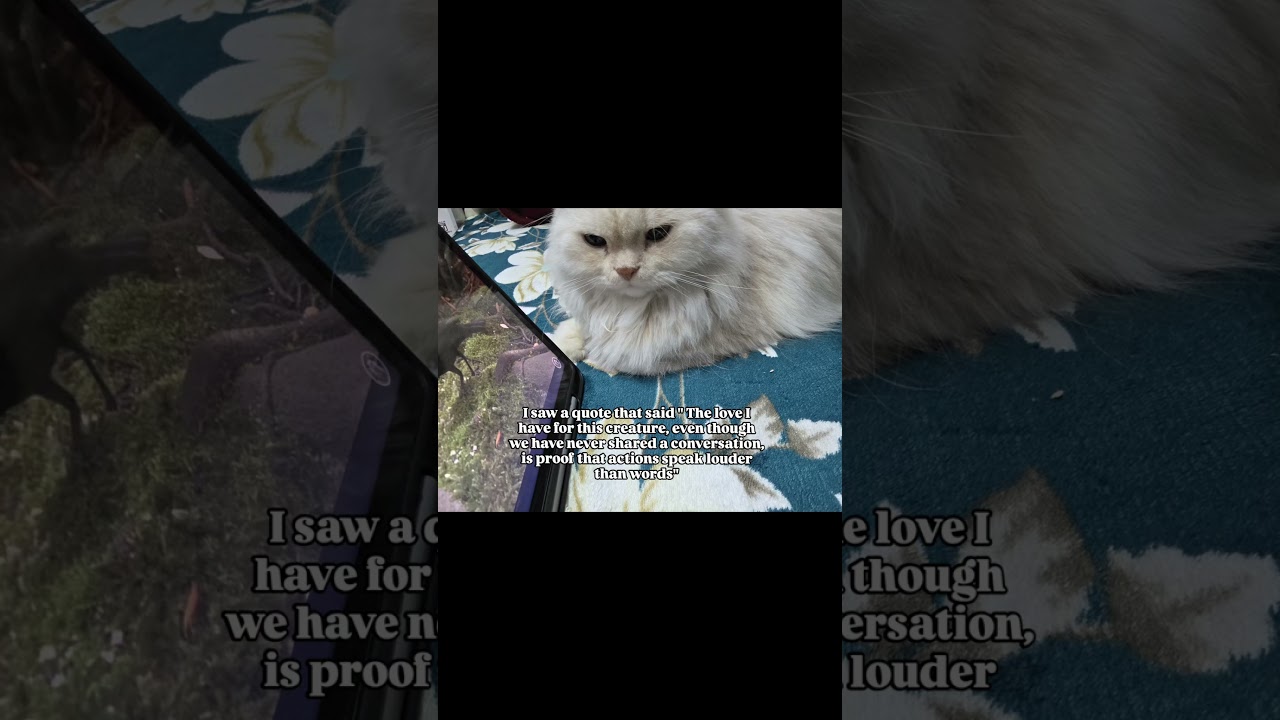 "The love I have for this creature, even though we have never shared a conversation"