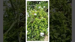 Plant health hack: Biomass Cycle Explained in 60 sec!