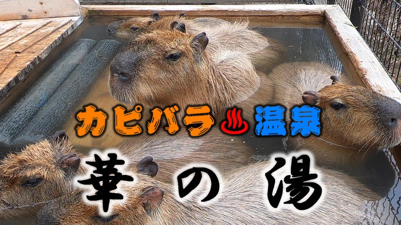 動物 カピバラ温泉 華の湯 須坂市動物園 Capybara Hot Spring 長野県須坂市 Youtube