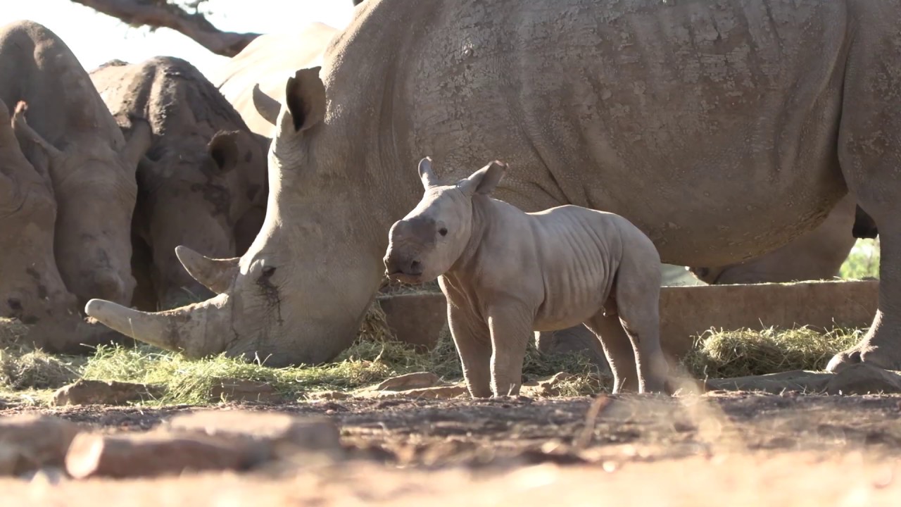 Rhino Rangers : Rhino Tracking - YouTube