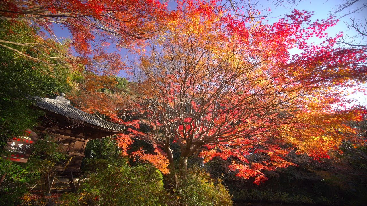 不退寺の紅葉 - YouTube