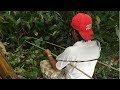 CÂU CÁ GẶP PHẢI CÁ LÓC ĐỒNG LÂU NĂM NÓ KHÔN THẤY ỚN | DÂN MIỀN TÂY