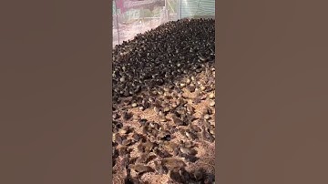Raising duckling in the rice field for meat and eggs#duckfarm #raisingducks #farming #animals