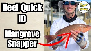 How to Identify Mangrove Snapper (Lutjanus griseus) | Saltwater Fish ID