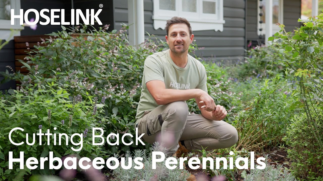 How to Cut Back Perennials Safely: Expert Tips for Healthy Growth