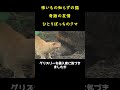 さびしんぼうのクマと怖いもの知らずの猫に芽生えた友情物語。