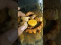 Tiga Bahan Rempah-rempah Ini Bagus Untuk Jamu Fermentasi Buat Ayam