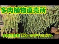 【多肉植物】【多肉植物直売所】多肉植物直売所‼️2026年5月17日