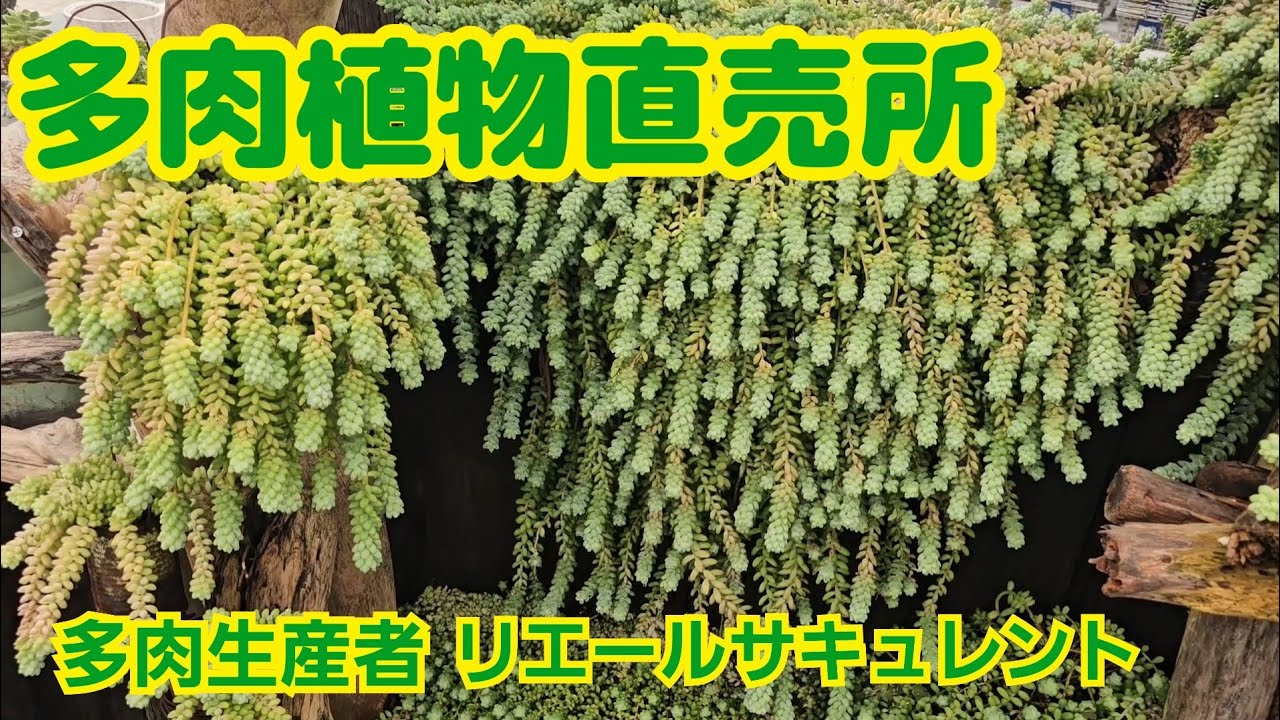 【多肉植物】【多肉植物直売所】多肉植物直売所‼️2026年5月17日