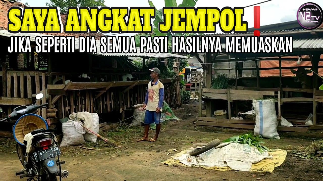 Mempertahankan Pakan Full Hijauan Karena Ada Untung Rugi Ternak Kambing