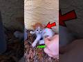 This Family SAVED This Kitten's Life #usa
