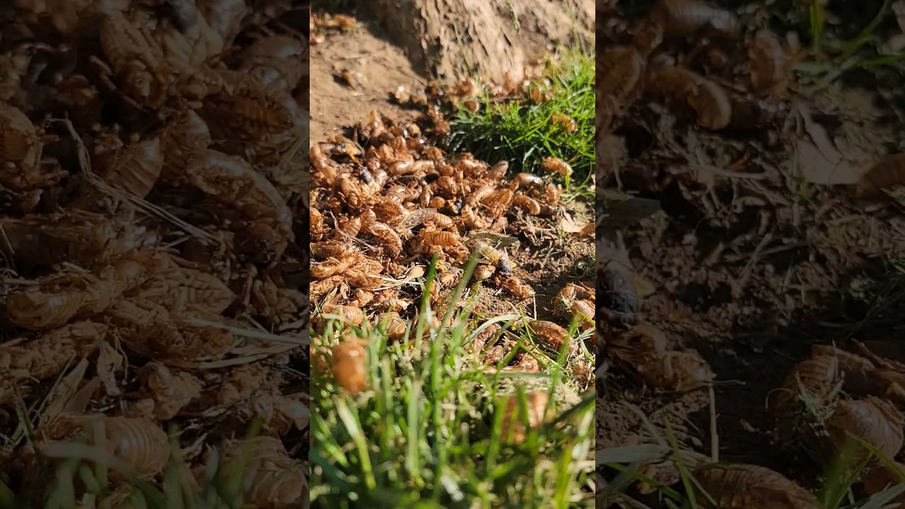 The 17 year cicadas are here! 