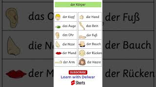 Quick German 🇩🇪: Der Körper mit Artikel #learngerman #deutschlernen