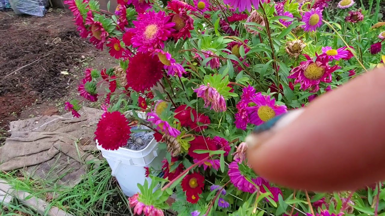 Virtual garden walk😈