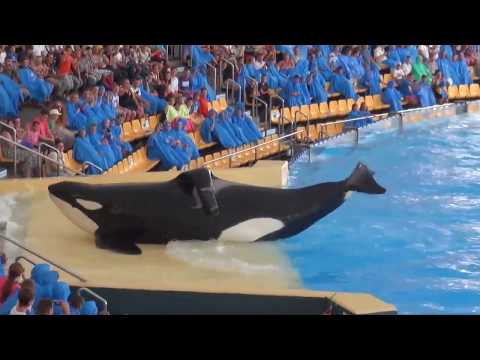 KATİL BALİNA,KİLLER WHALE(ORCA) SHOW, SeaWorld..Katil Balinaların Havuz Gösterisi