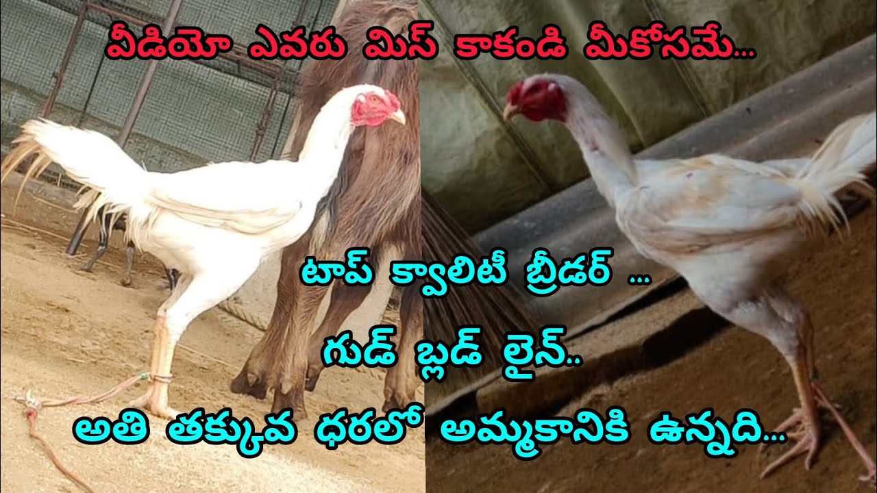 టు టాప్ క్వాలిటీ బ్రీడర్ గుడ్ బ్లడ్ లైన్ అతి తక్కువ ధరలో అమ్మకానికి ఉంది.. 🫣👈👈
