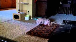 Hank And Darla Part 1