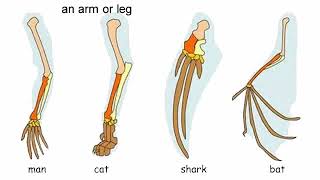 appendage meaning