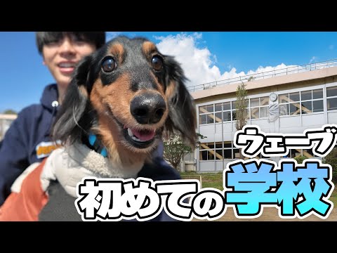 ウェーブが初めて新居の学校に来た時の動画！！