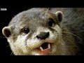 Otters Have a Favourite Rock They Love to Play With! | The Science Of Cute | BBC Earth